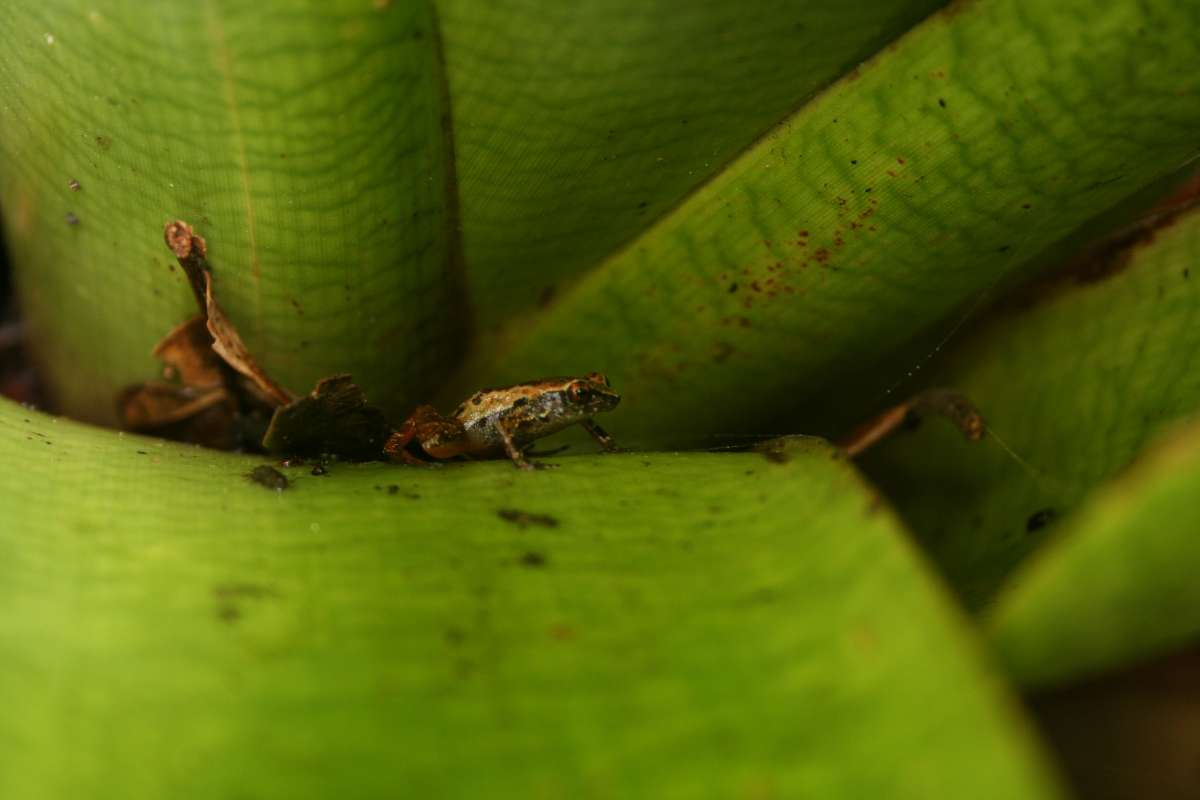  Adelophryne maranguapensis, conhecido como sapinho maranguapense. Foto: Daniel Cassiano
